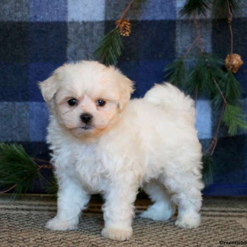 Coton de Tulear Mix Puppies for Sale | Greenfield Puppies