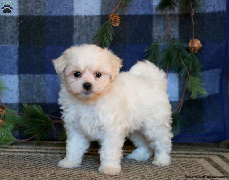 de Tulear Mix Puppies for | Greenfield Puppies