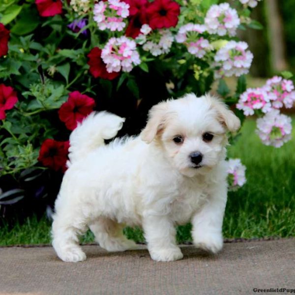 Coton de Tulear Mix