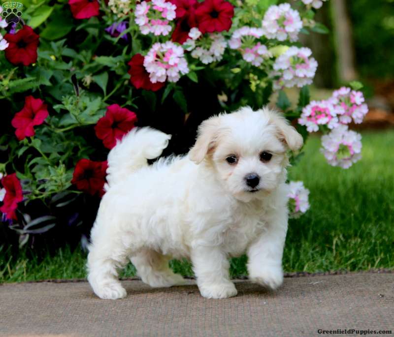 Coton poodle puppies for shops