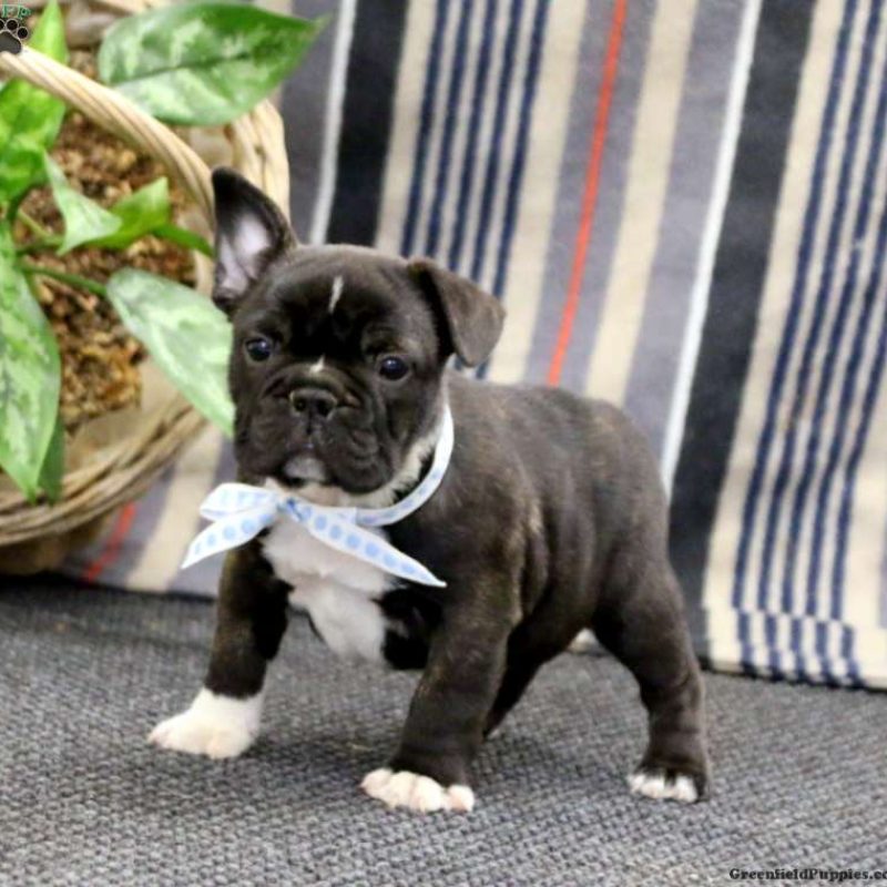 Frenchton Puppies for Sale Greenfield Puppies