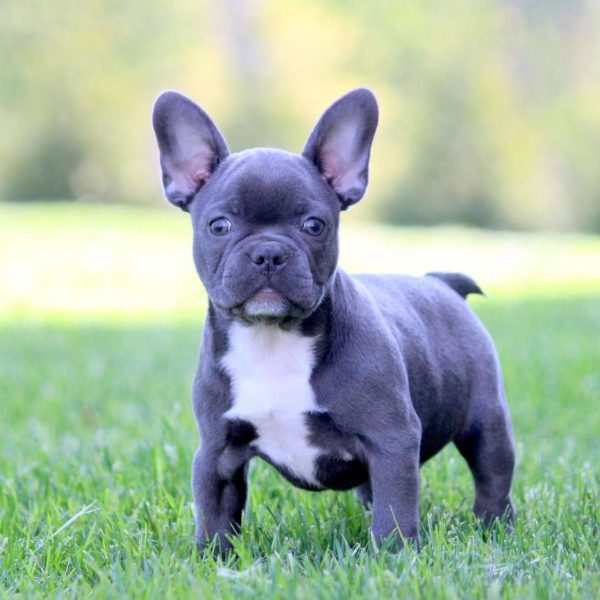 Frenchton