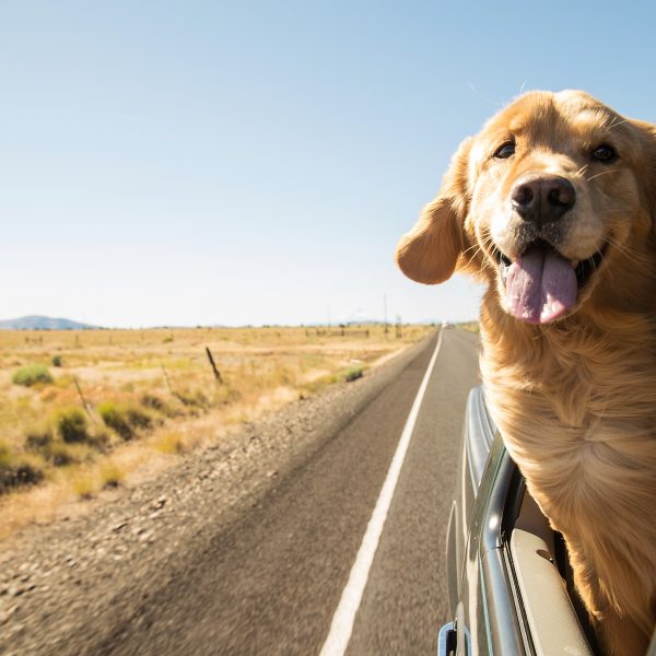 Texas Dog-Friendly Travel Guide - Golden Retriever viajando em um carro