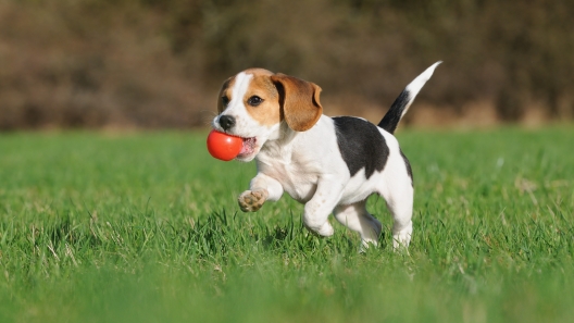 6 Activities Perfect for Puppies