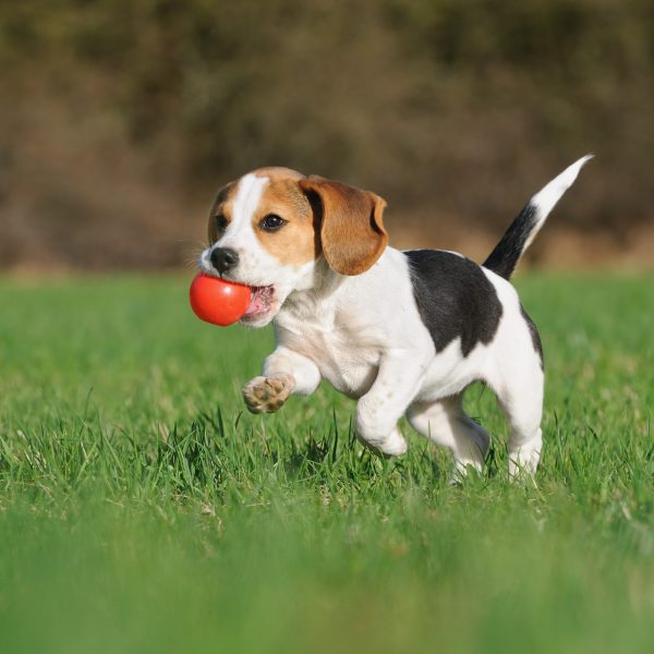 activities perfect for puppies - beagle puppy running across yard with a ball