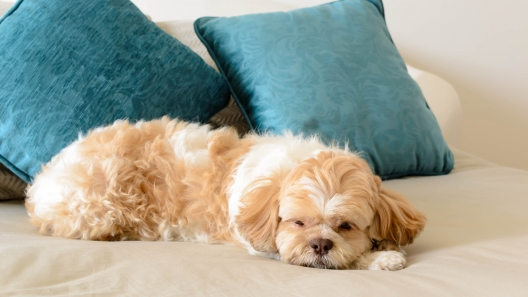 3 Signs a Dog is Perfect for Apartment Living
