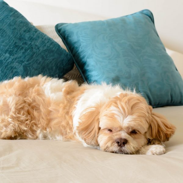 apartment living - small brown and white dog sleeping on a bed