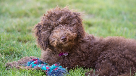 5 Facts About Mini Goldendoodles
