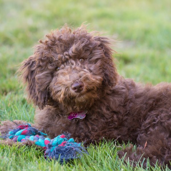 brown mini goldendoodle puppy lying on grass with a toy