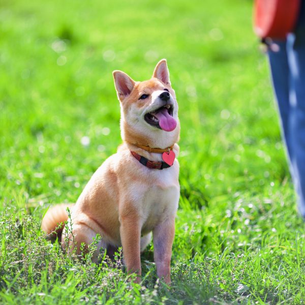 commands every dog should know - shiba inu sitting for owner