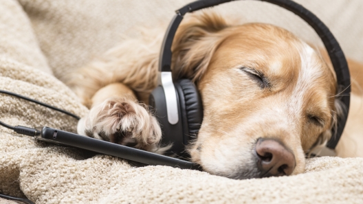 9 Dog Songs to Add to Your Summer Playlist