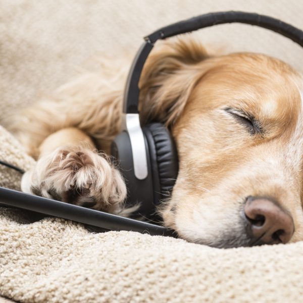 dog songs - sleeping dog with headphones