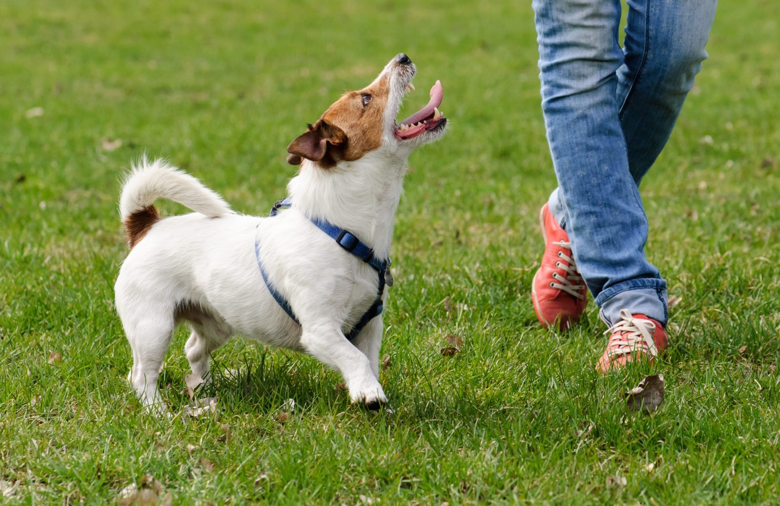 dog training tips - jack russel terrier running next to owner