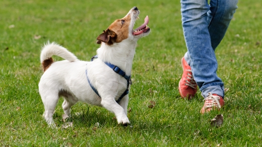 8 Valuable Dog Training Tips