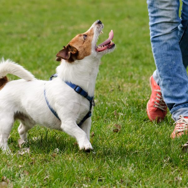 dog training tips - jack russel terrier running next to owner