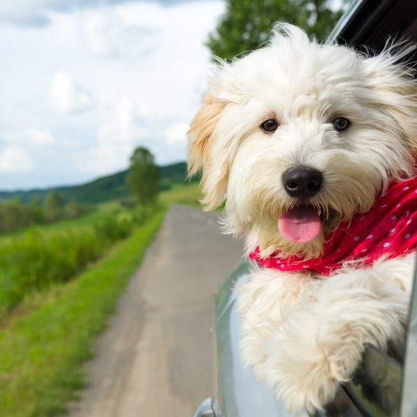 florida dog-friendly travel guide - bichon frise with red scarf in a car