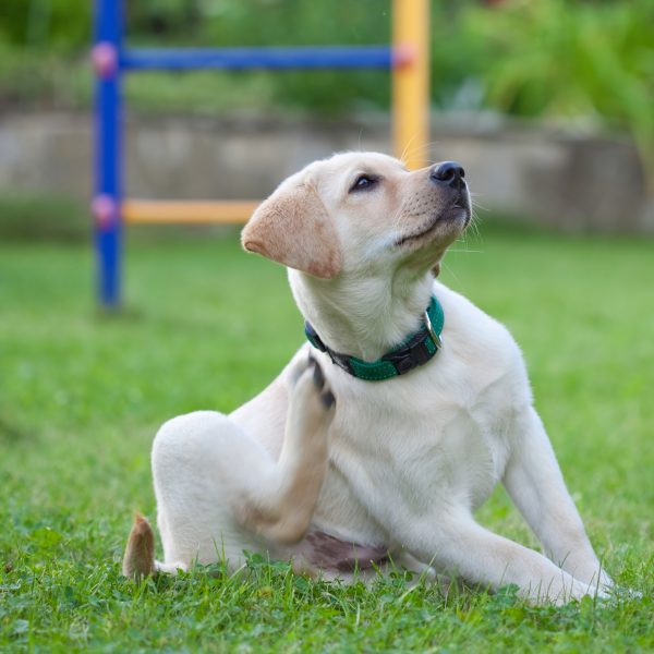 homemade flea powder - yellow lab puppy scratching