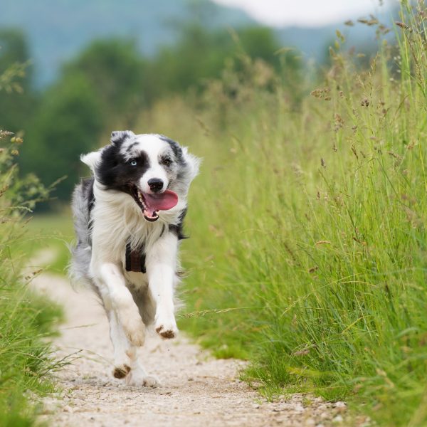 prepare your dog for tick season - dog running through long grass