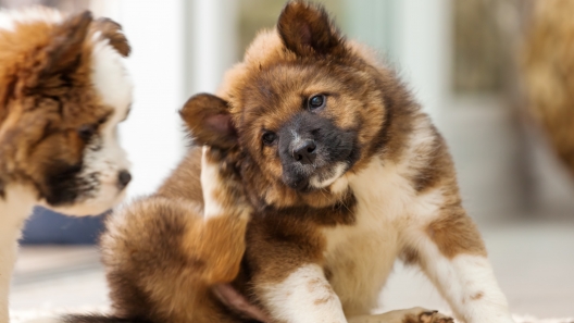 5 Signs Your Dog Might Have Fleas