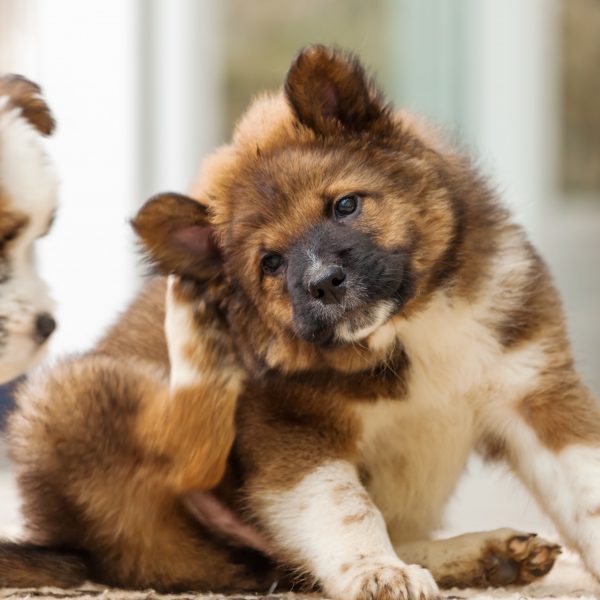 signs your dog might have fleas - small puppy scratching ear