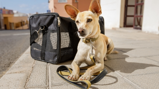 6 Tips for Flying with a Dog