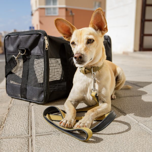 tips for flying with a dog - chihuahua mix lying next to transport carrier