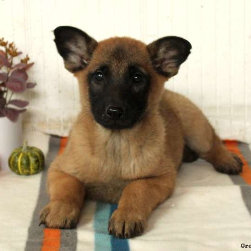 Belgian Malinois Mix Puppies for Sale Greenfield Puppies