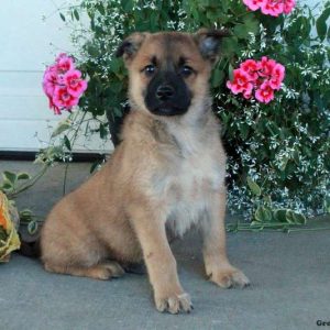 Belgian Malinois Mix