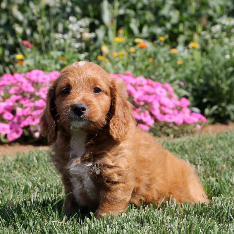 Brittany Spaniel Mix Puppies for Sale Greenfield Puppies