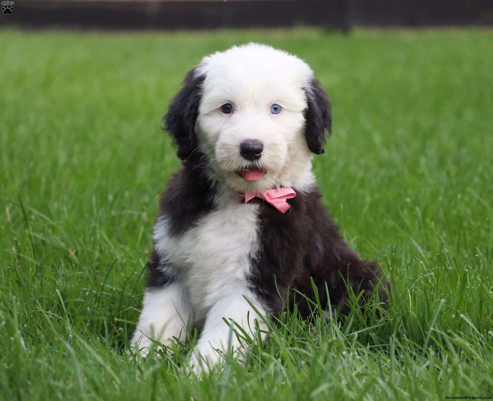 Pastor Ingles  English sheepdog, Old english sheepdog puppy, Old