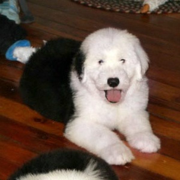 Old English Sheepdog Puppy