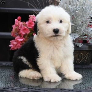 Old English Sheepdog