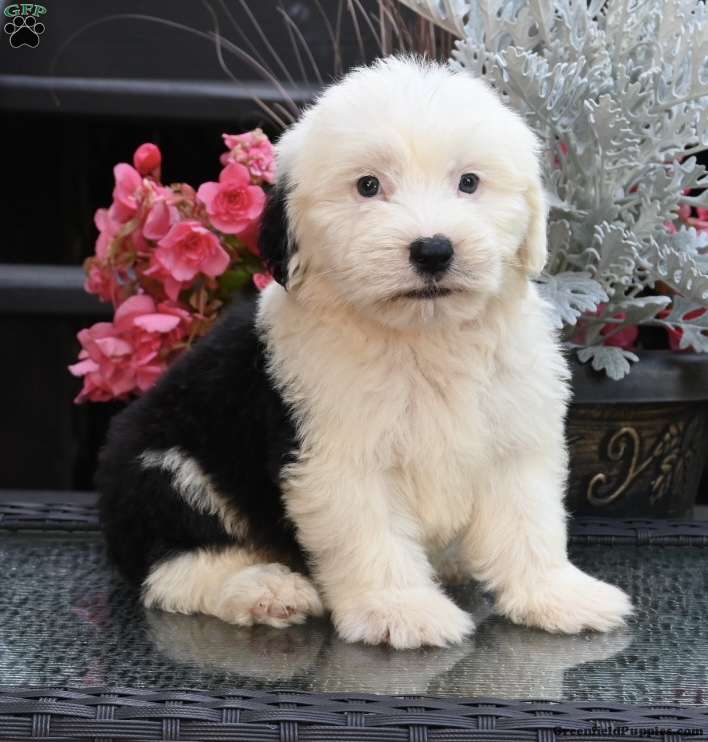 Mini Sheepadoodle Puppies for Sale Greenfield Puppies