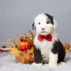 Old English Sheepdog