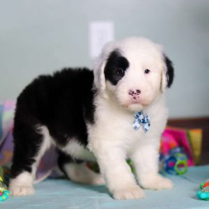 Old English Sheepdog