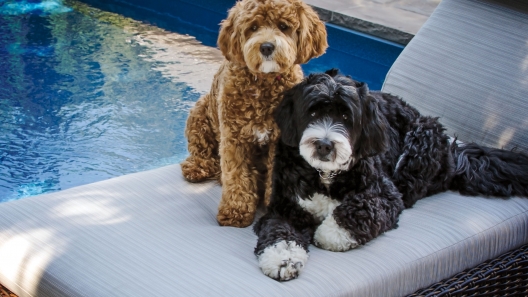 5 Fun Facts About Bernedoodles