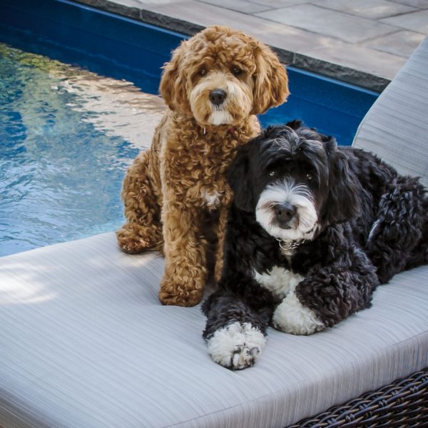 bernedoodles lying by a pool