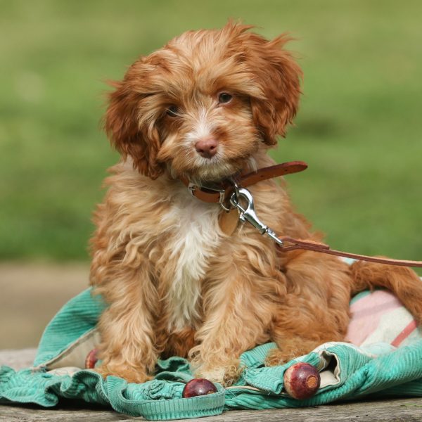 5 Things About Cavapoo Puppies Greenfield Puppies