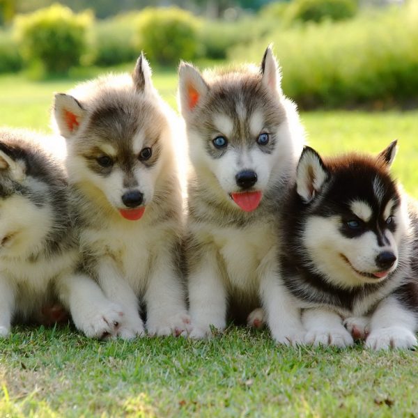 four siberian husky puppies in a yard