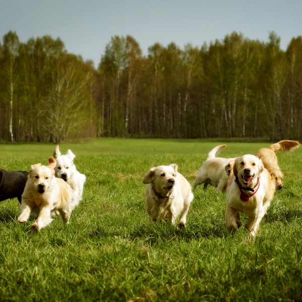 large group of dogs running in a field