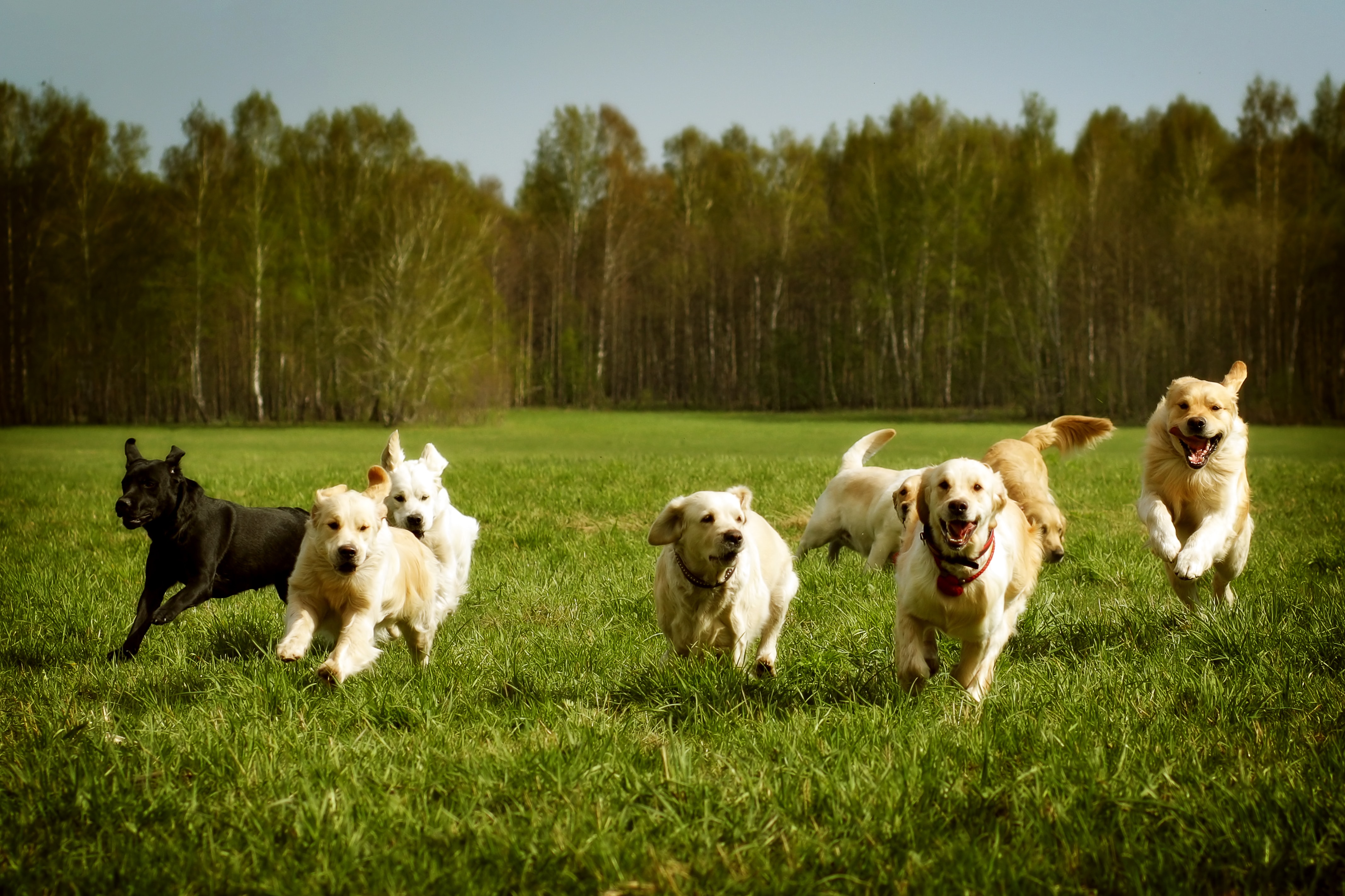 can greyhounds run long distances