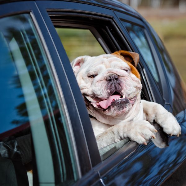 massachusetts dog-friendly travel guide - english bulldog in a car