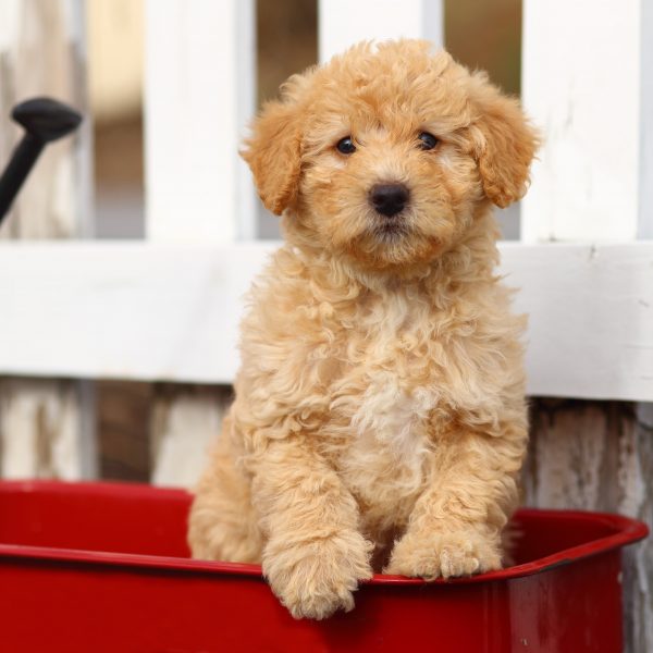 poodle mix puppy in a red wagon in front of a white fence