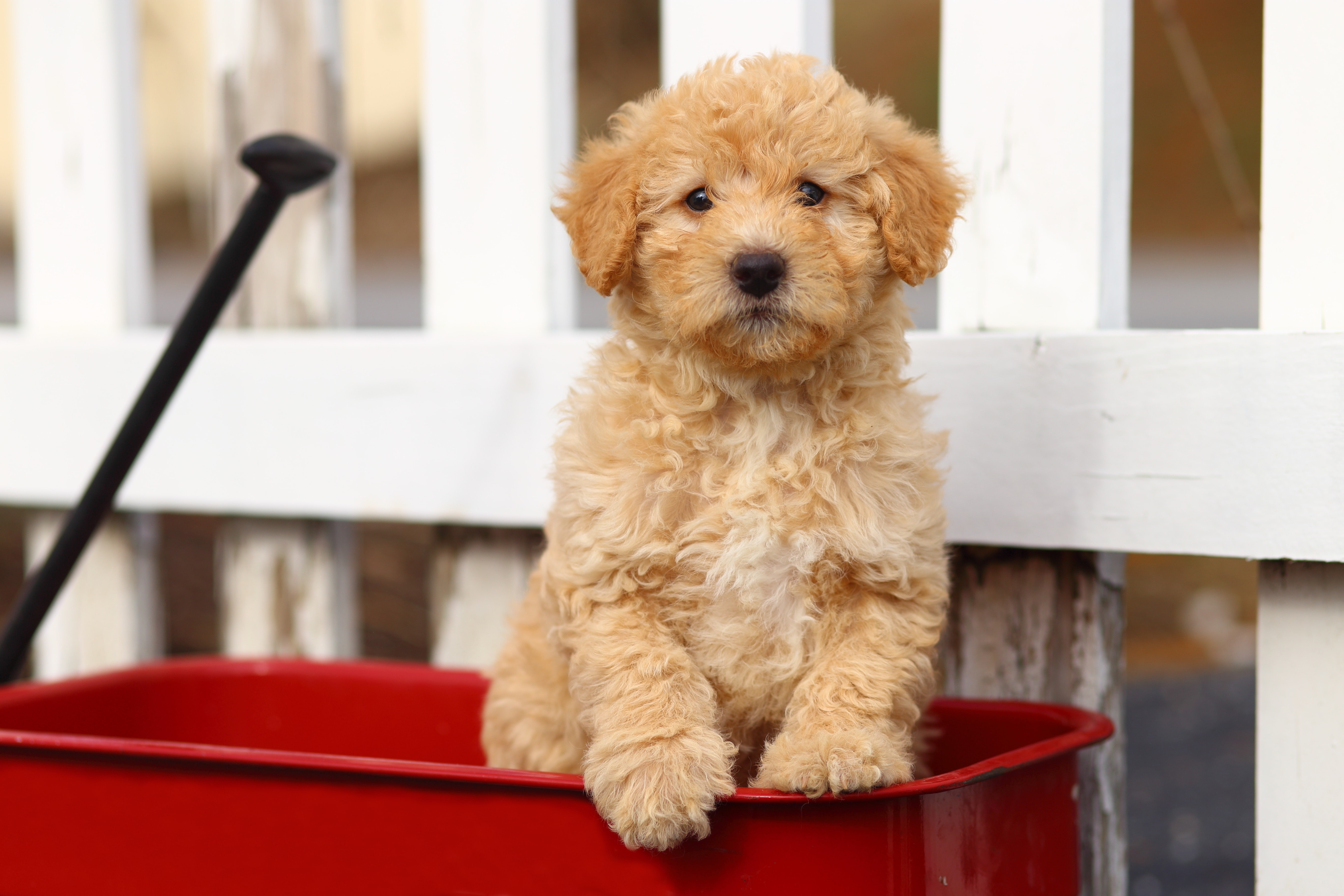 why are poodle mixes so popular?