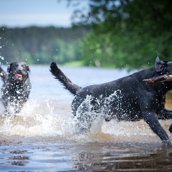 two labrador retrievers playing in water