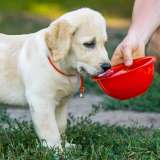 yellow lab puppy drinking from a water bowl in a park