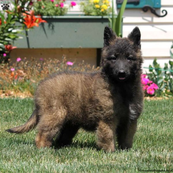 Belgian Tervuren Puppy