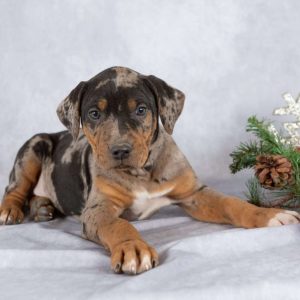 Catahoula Leopard Dog