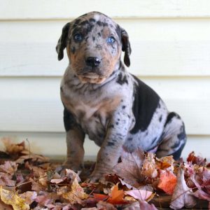 Catahoula Leopard Dog