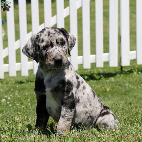 Louie - Catahoula Leopard Dog Puppy For Sale in Pennsylvania